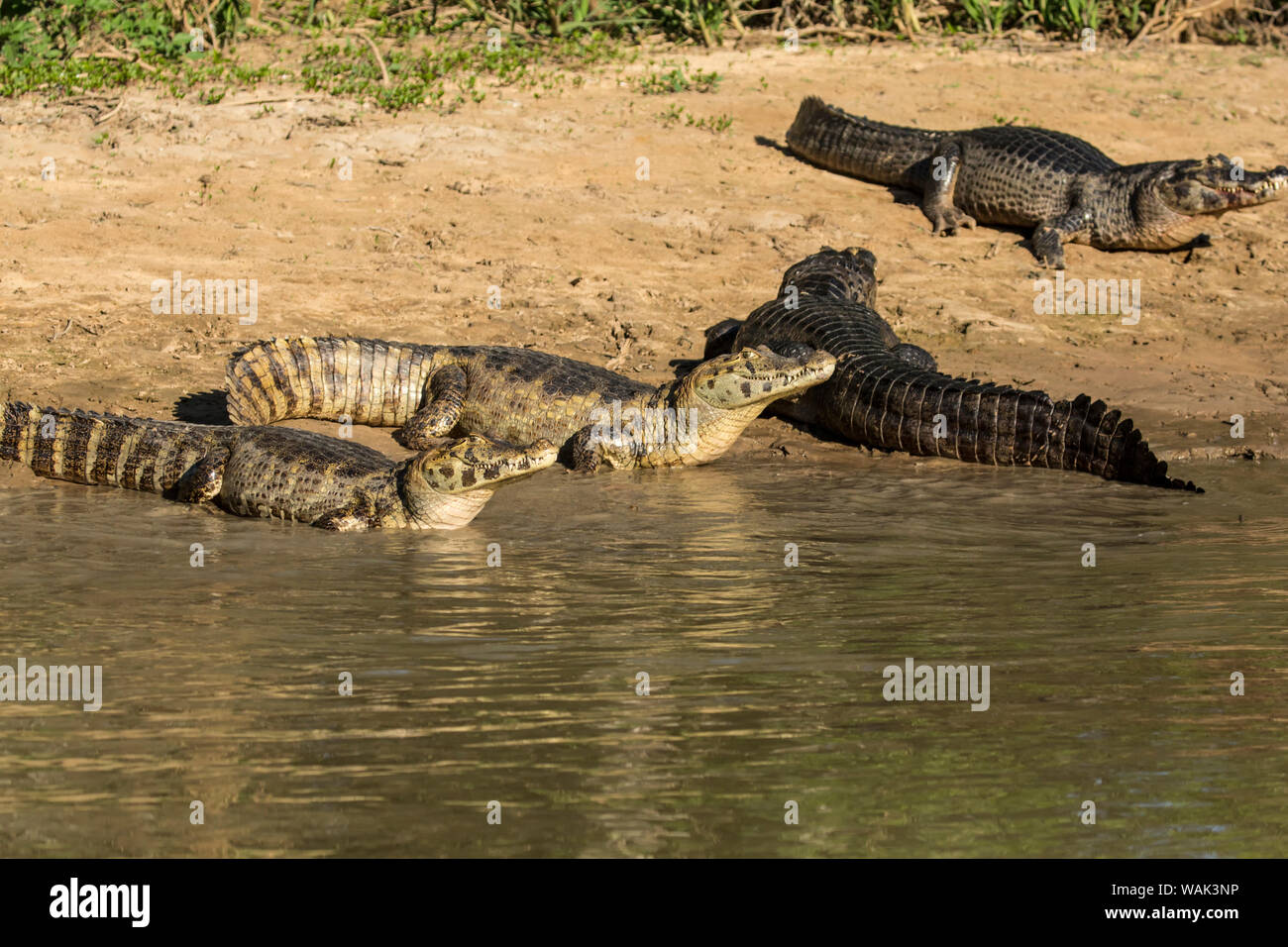 Pantanal, Mato Grosso, Brasile. Quattro caimano yacare ensoleillement stessi lungo il fiume Cuiaba. Foto Stock