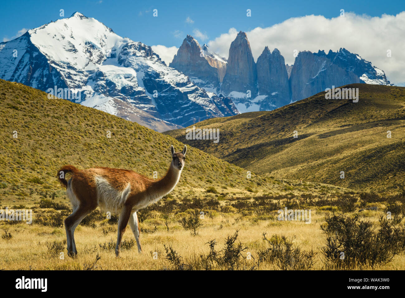 Il Cile, Parco Nazionale Torres del Paine. Guanaco nella parte anteriore delle torri. Foto Stock