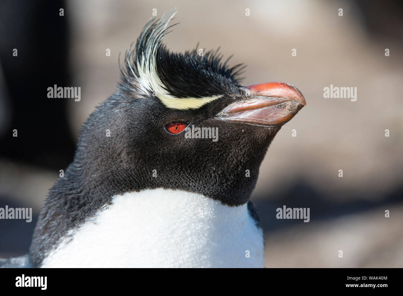 Close up ritratto di un pinguino saltaroccia, Eudyptes chrysocome. Foto Stock