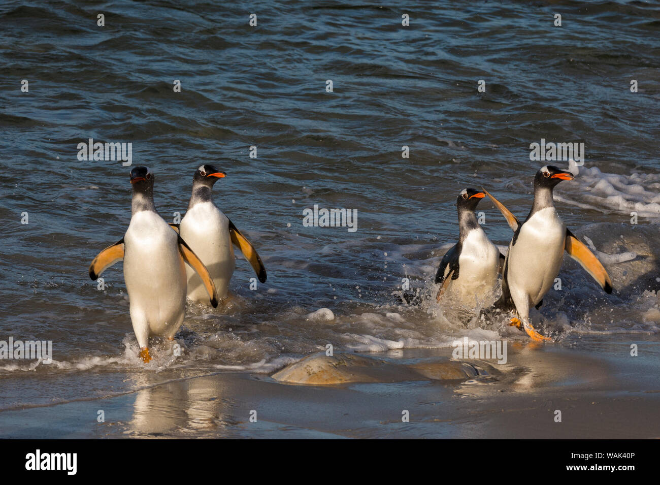 I pinguini di Gentoo, Pygoscelis papua, venuta a terra. Foto Stock