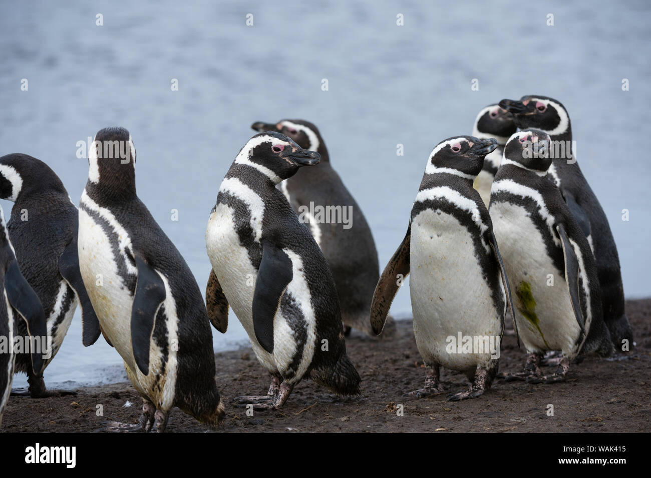 I pinguini di Magellano, Spheniscus magellanicus, su di un laghetto di acqua. Foto Stock