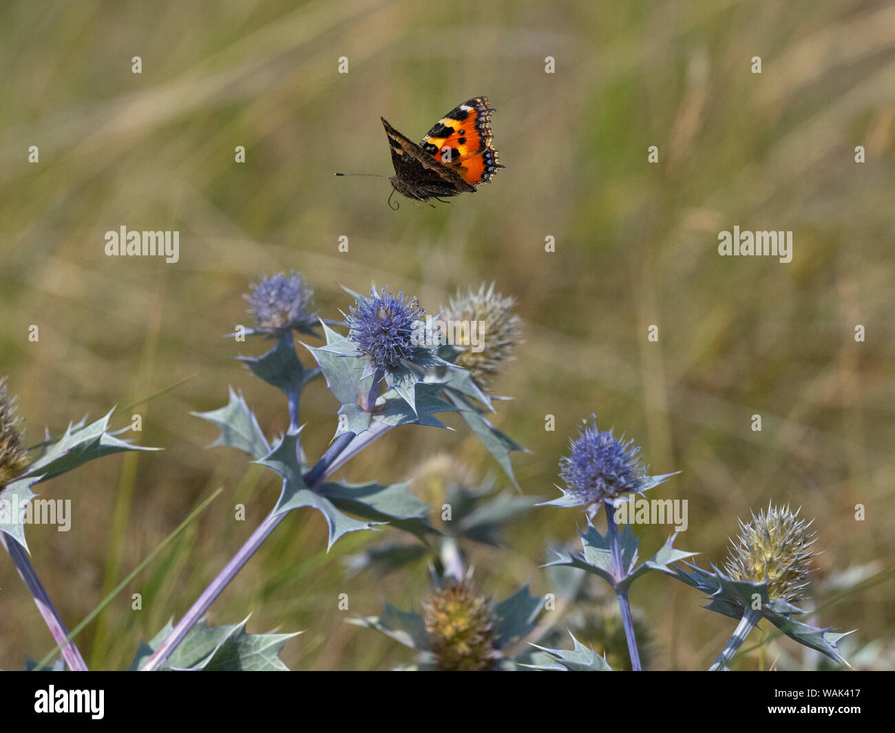 Mare holly Eryngium maritimum e piccola tartaruga butterfly Dune Thornham Norfolk Agosto Foto Stock