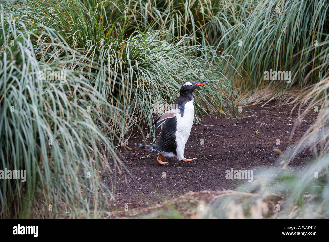 Gentoo penguin Pygoscelis papua, a piedi per raggiungere la spiaggia. Foto Stock