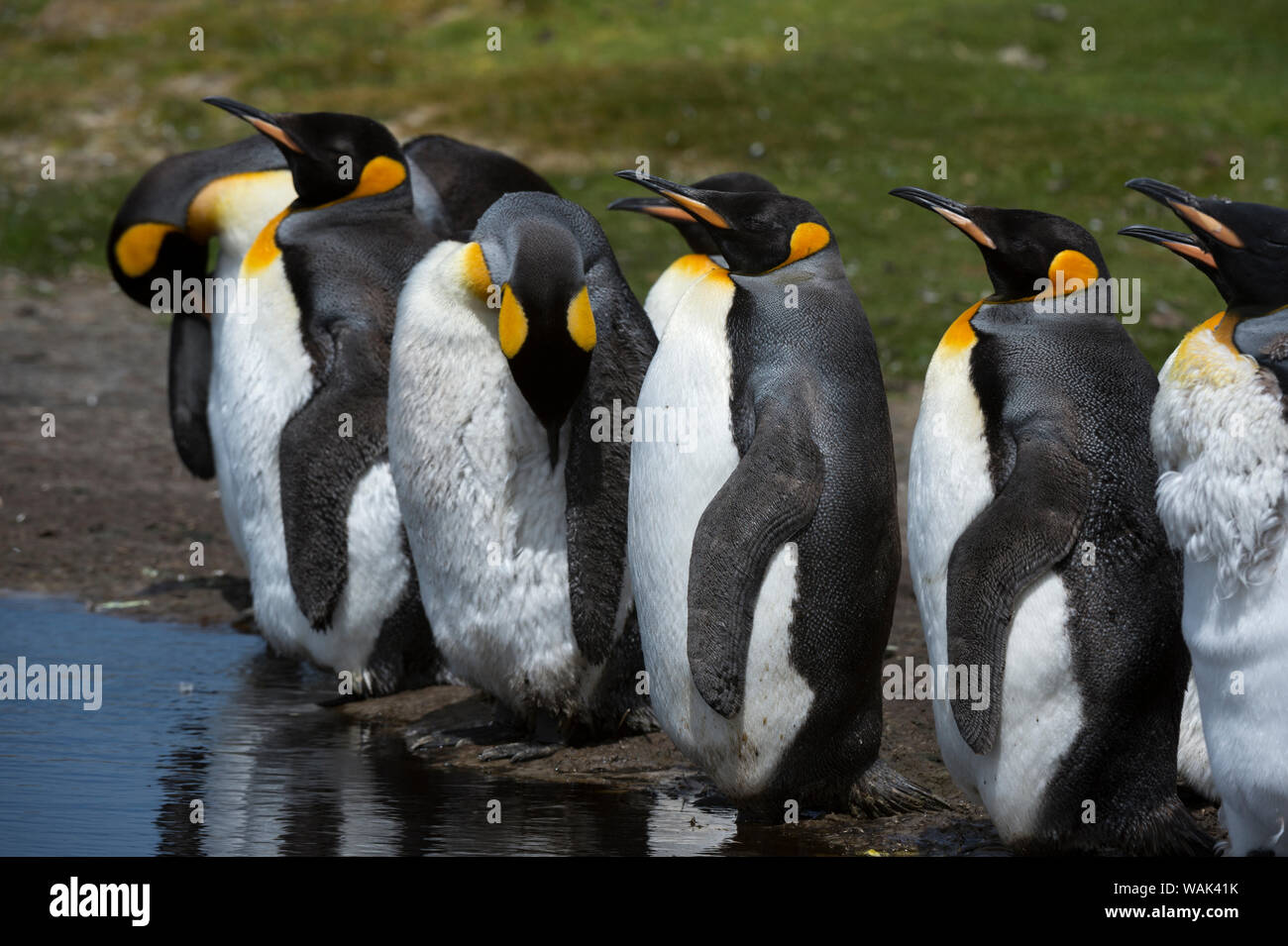 Il re dei pinguini, Aptenodytes patagonica, in corrispondenza di un laghetto di acqua. Foto Stock