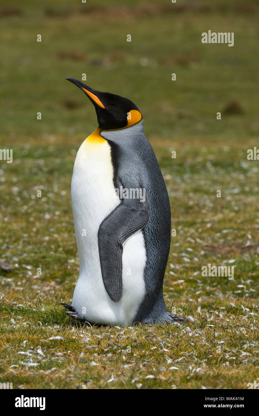 Ritratto di un re pinguino, Aptenodytes patagonica. Foto Stock