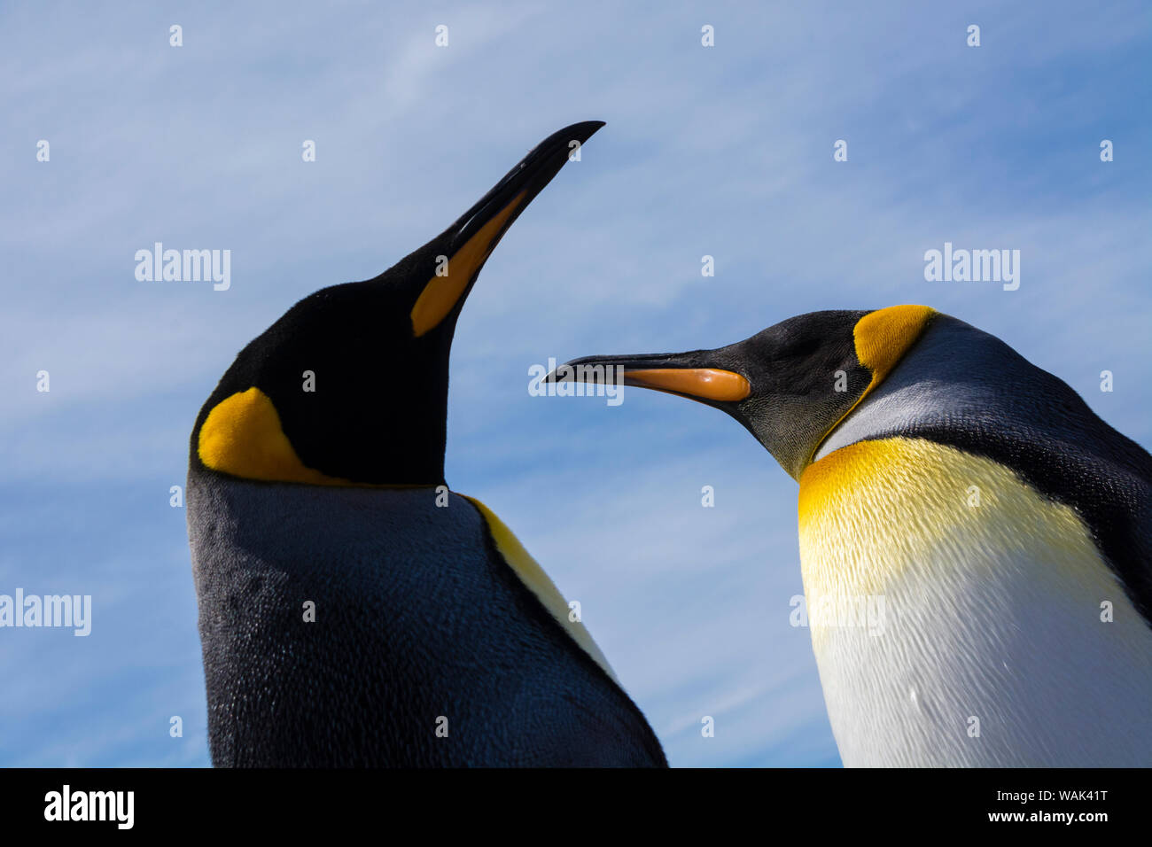 Ritratto di due re dei pinguini, Aptenodytes patagonica. Foto Stock