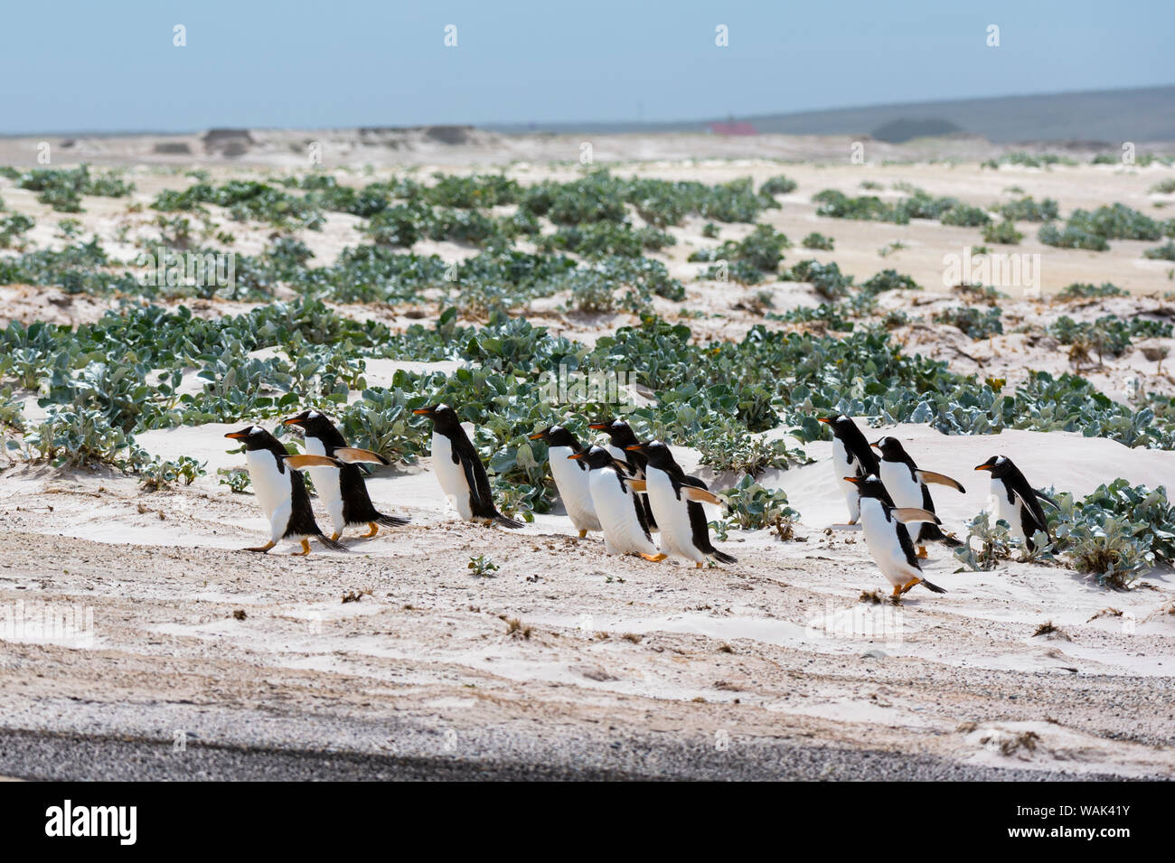 I pinguini di Gentoo, Pygoscelis papua, passeggiate a mare. Foto Stock