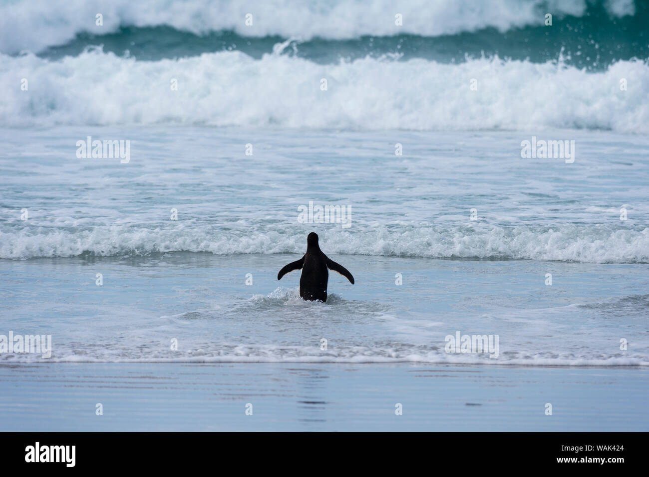 Magellanic penguin, Spheniscus magellanicus, passeggiate a mare. Foto Stock