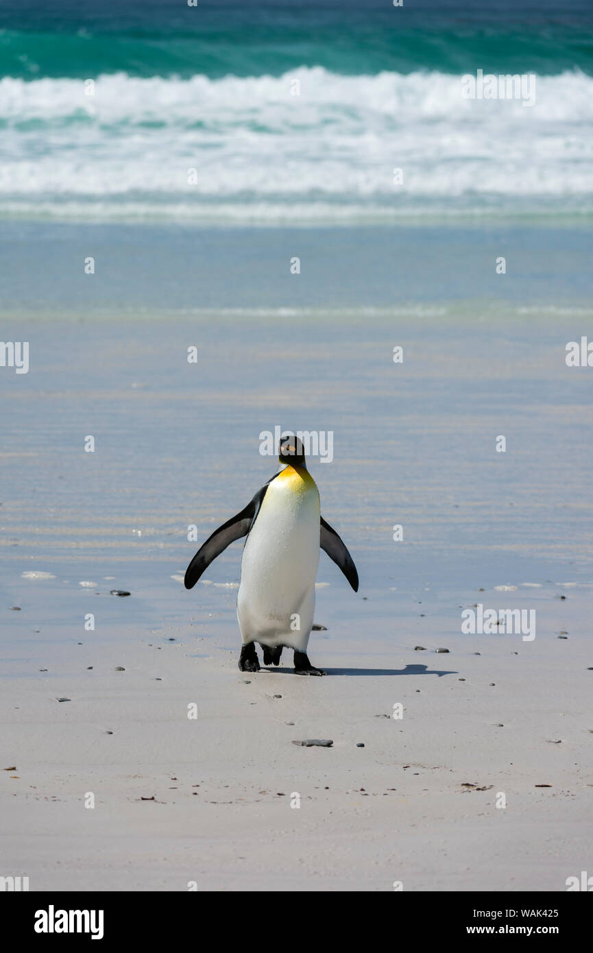 Re pinguino, Aptenodytes patagonica, venuta a terra. Foto Stock