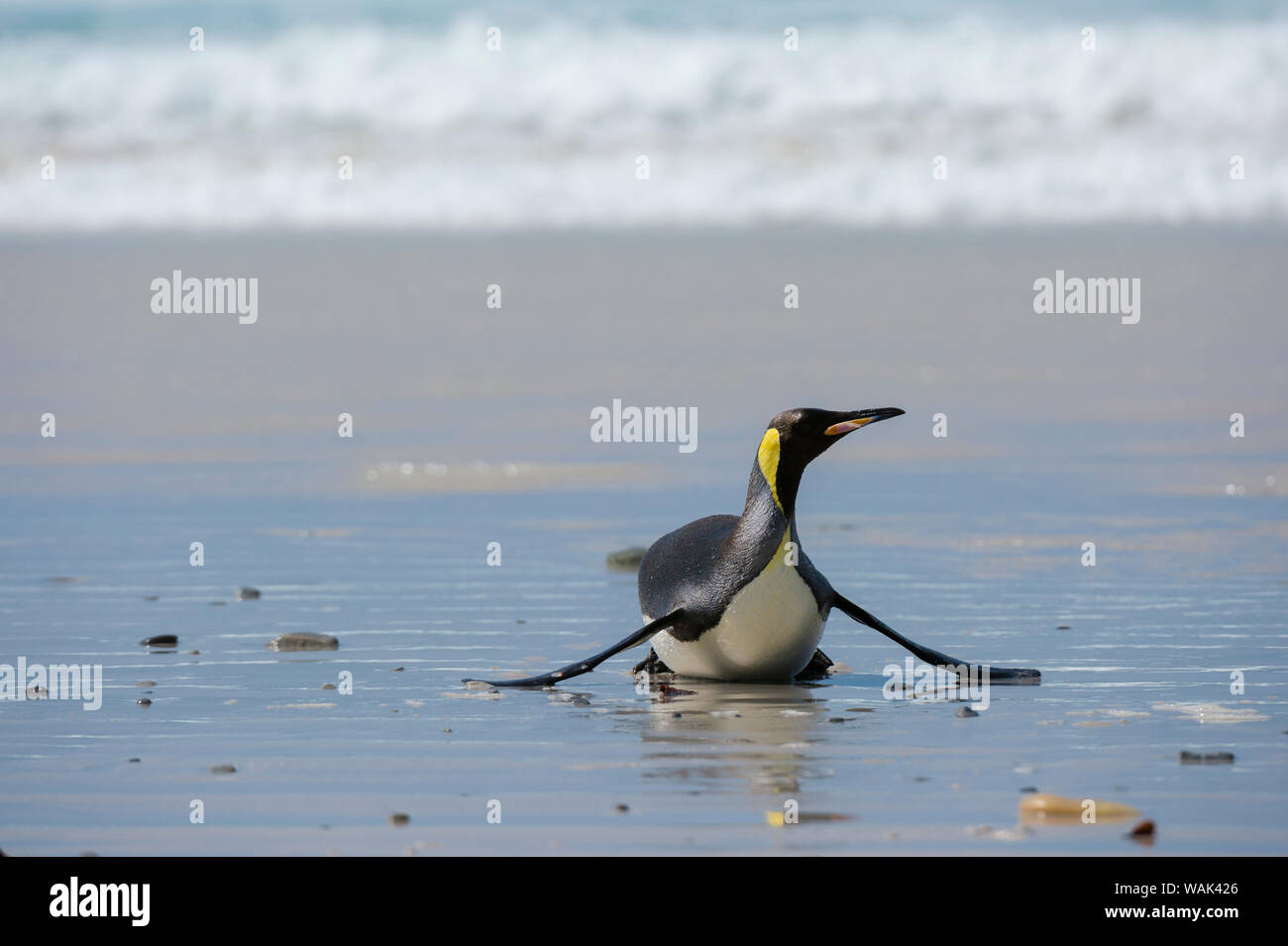 Re pinguino, Aptenodytes patagonica, venuta a terra. Foto Stock