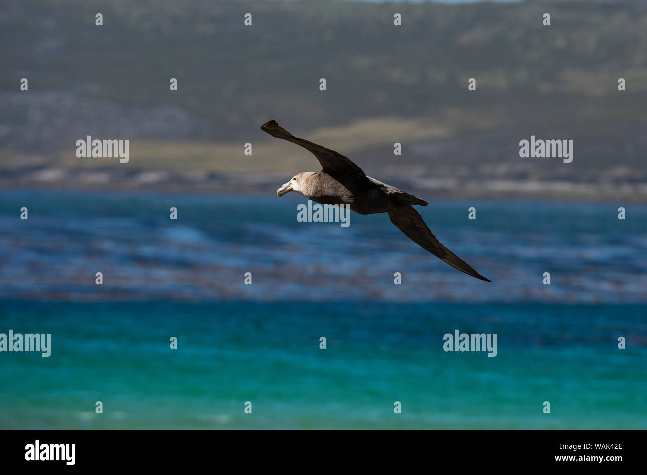 Il gigante del sud petrel, Macronectes giganteus, battenti. Foto Stock