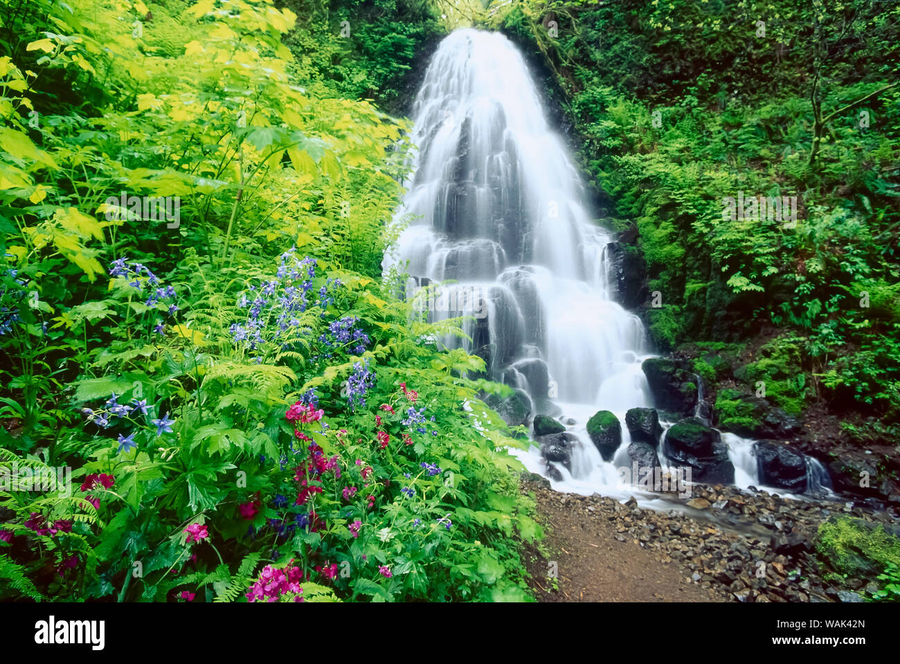 Le Fairy Falls, fiori selvatici, Columbia Gorge, Oregon Foto Stock