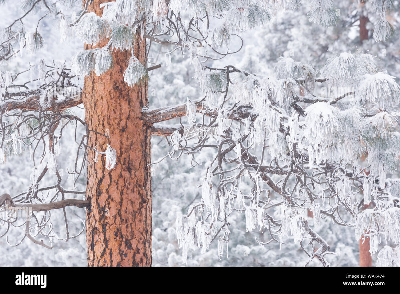 Wind-soffiato smerigliati neve su alberi, Mt. Hood National Forest, Oregon Foto Stock