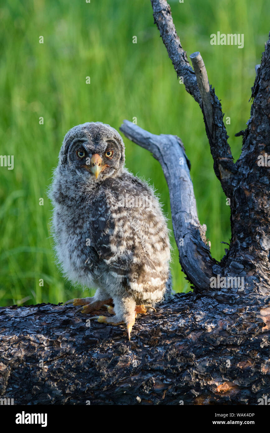 Stati Uniti d'America, Oregon, Blue Mountains. Recentemente sviluppato grande grigio owlet. Foto Stock