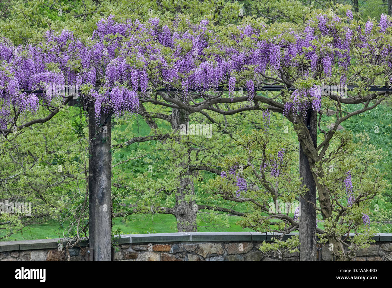 Il Glicine in piena fioritura sul trellis, Chanticleer Garden, Wayne, Pennsylvania. Foto Stock