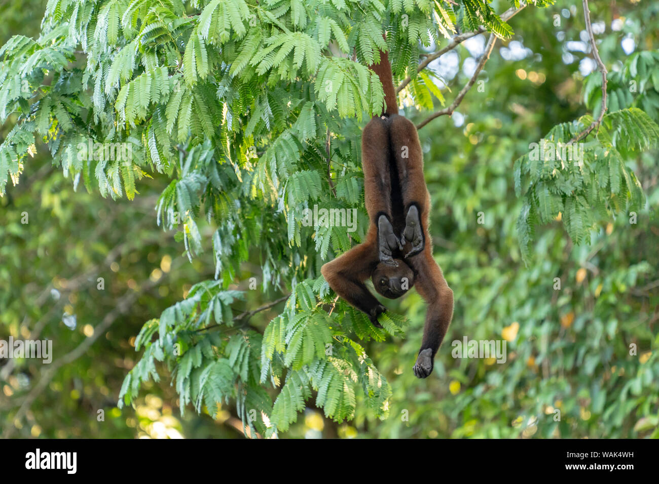 Pacaya Samiria Riserva, Perù. Brown lanosi scimmia o Humboldt's lanosi scimmia, appesa per la coda nella giungla. Foto Stock