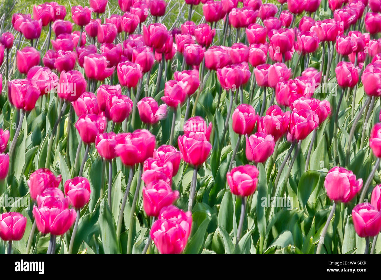 Stati Uniti d'America, Pennsylvania, Kennett Square. Tulipani rosa Foto Stock