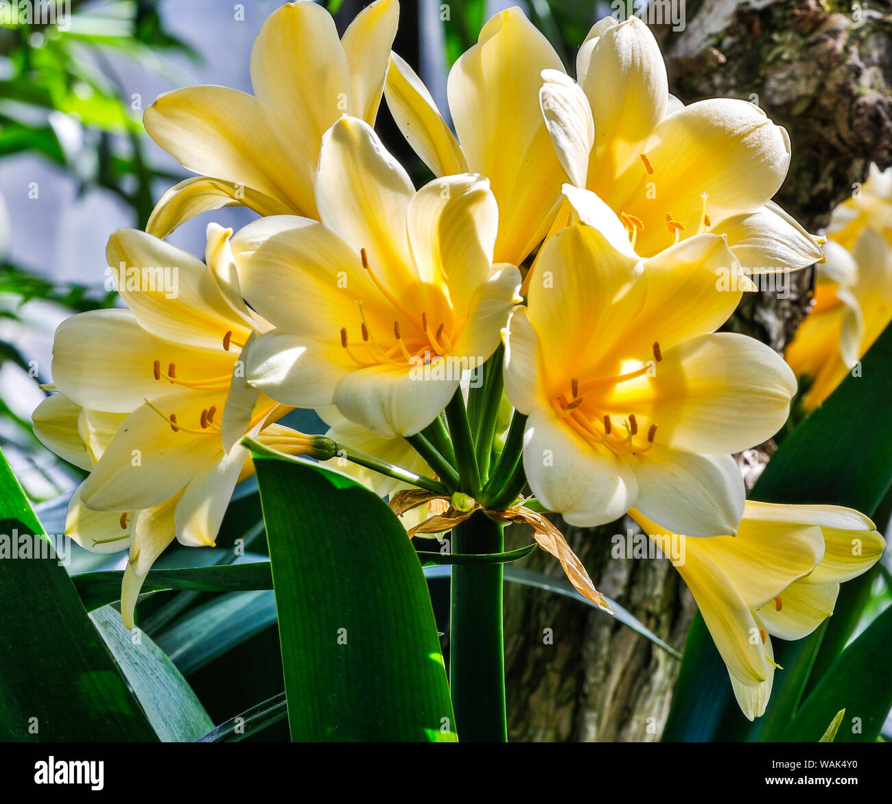 Stati Uniti d'America, Pennsylvania, Kennett Square. Clivia Foto Stock