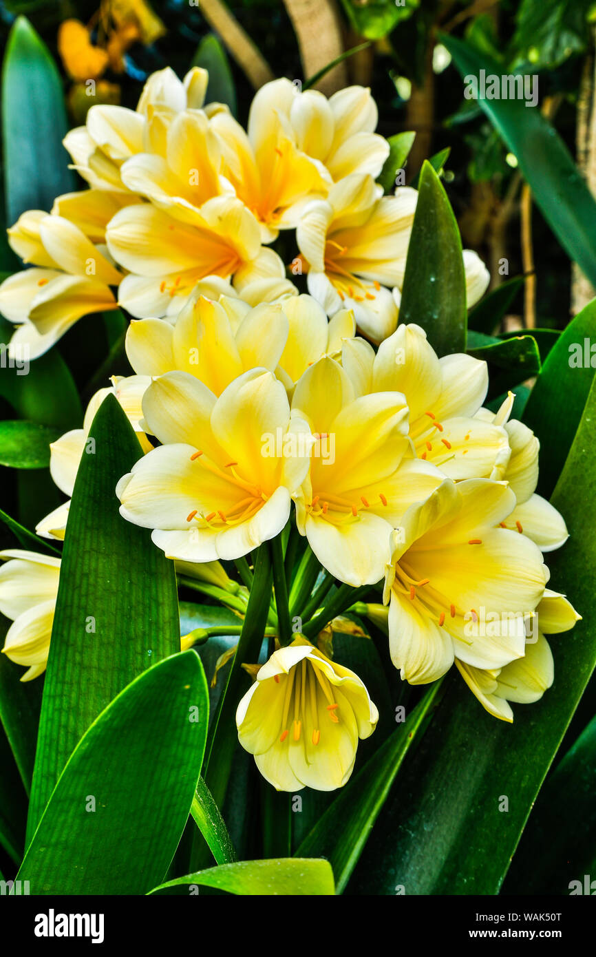 Stati Uniti d'America, Pennsylvania, Kennett Square. Clivia Foto Stock