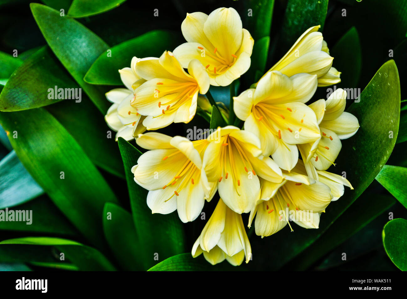 Stati Uniti d'America, Pennsylvania, Kennett Square. Clivia Foto Stock
