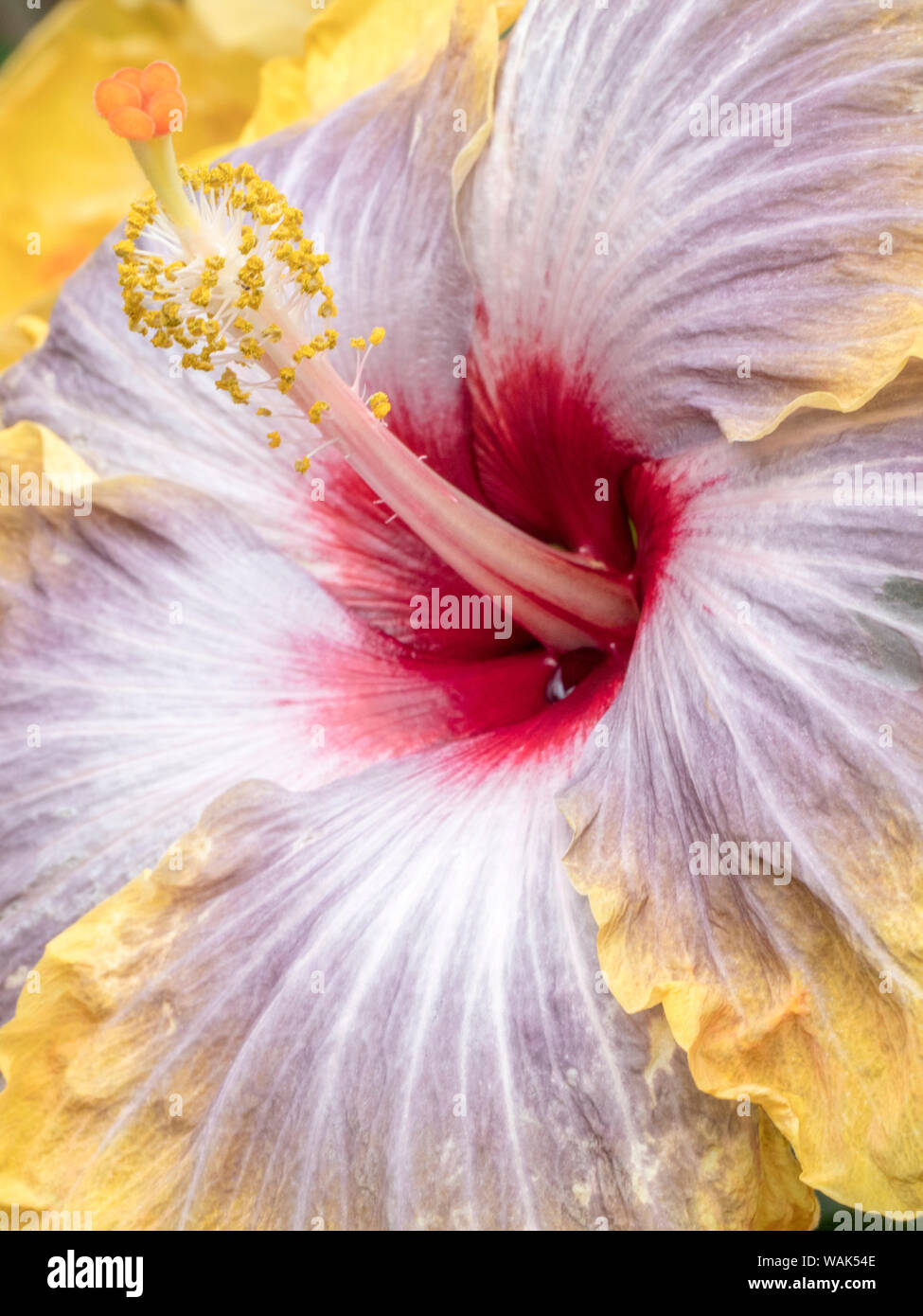 Close-up di Hibiscus rosa-sinensis "Quinta Dimensione'. Foto Stock