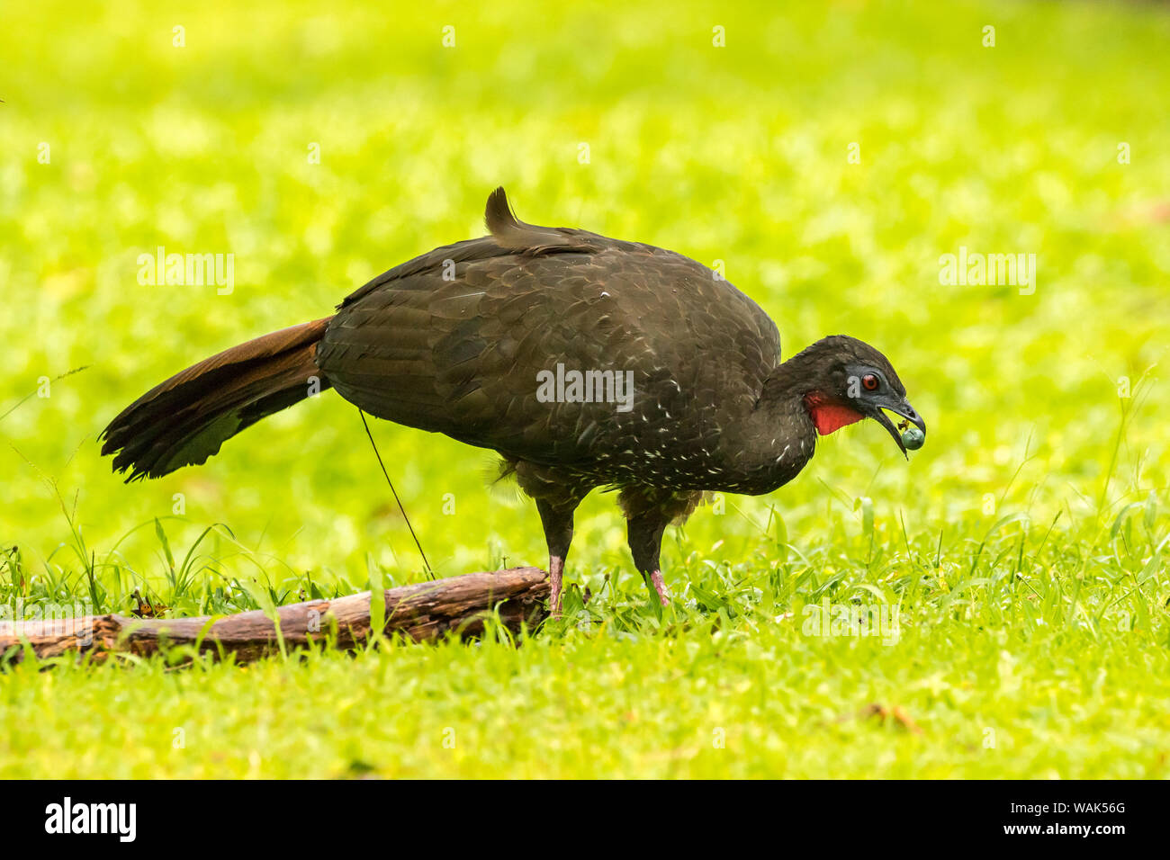 Costa Rica, Arenal. Crested guan di alimentazione degli uccelli. Credito come: Cathy e Gordon Illg Jaynes / Galleria / DanitaDelimont.com Foto Stock