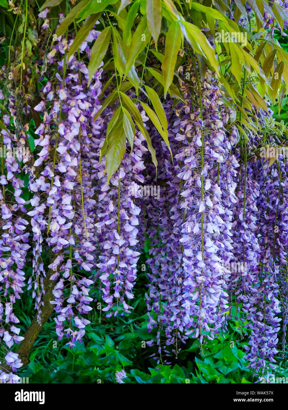 Il glicine viola fiori appesi da un traliccio. Foto Stock