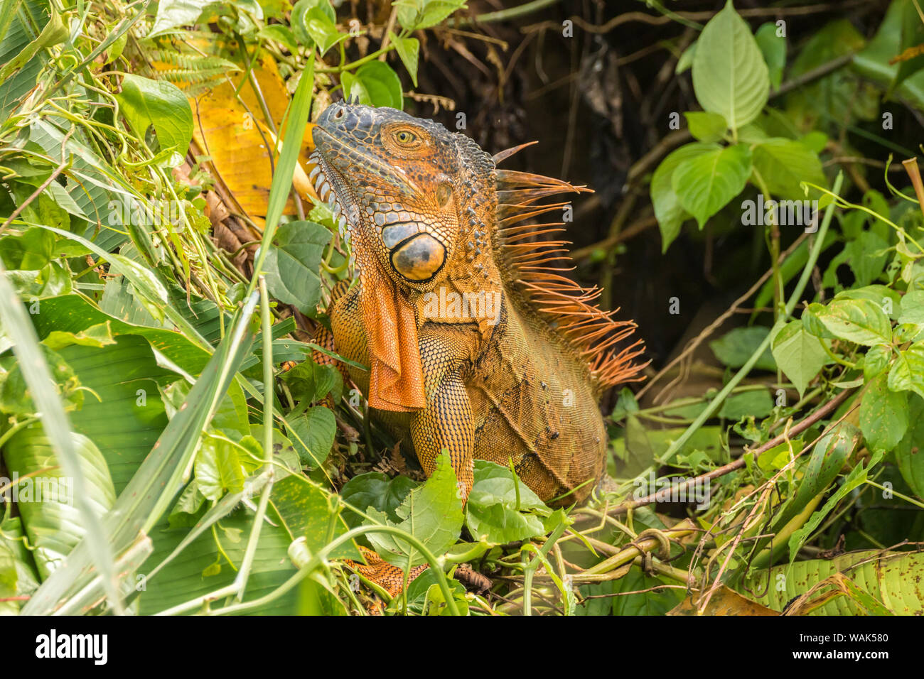 Costa Rica, la Selva la ricerca biologica stazione. Iguana verde close-up. Credito come: Cathy e Gordon Illg Jaynes / Galleria / DanitaDelimont.com Foto Stock