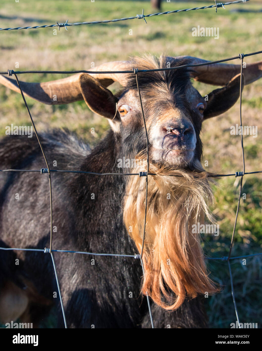 Stati Uniti d'America, Tennessee. Barbuto caprone guarda wide eyed da dietro il recinto Foto Stock