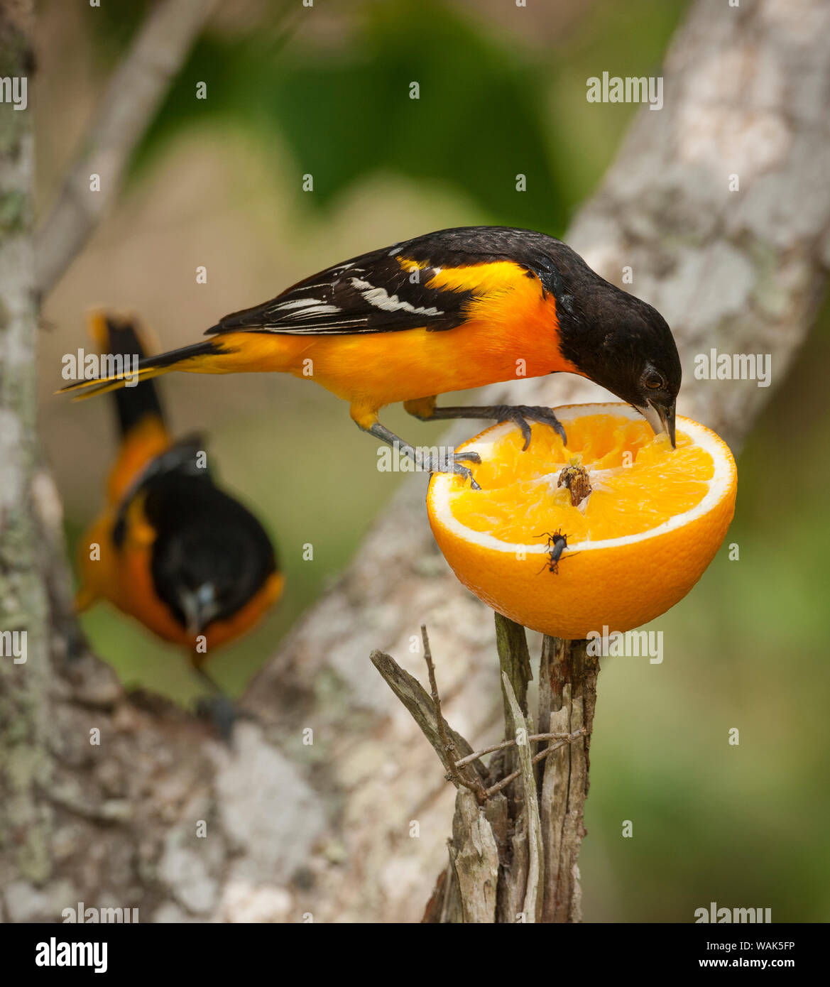 Baltimore Orioles su alimentazione arancione, Icterus galbula, costiere Texas Foto Stock