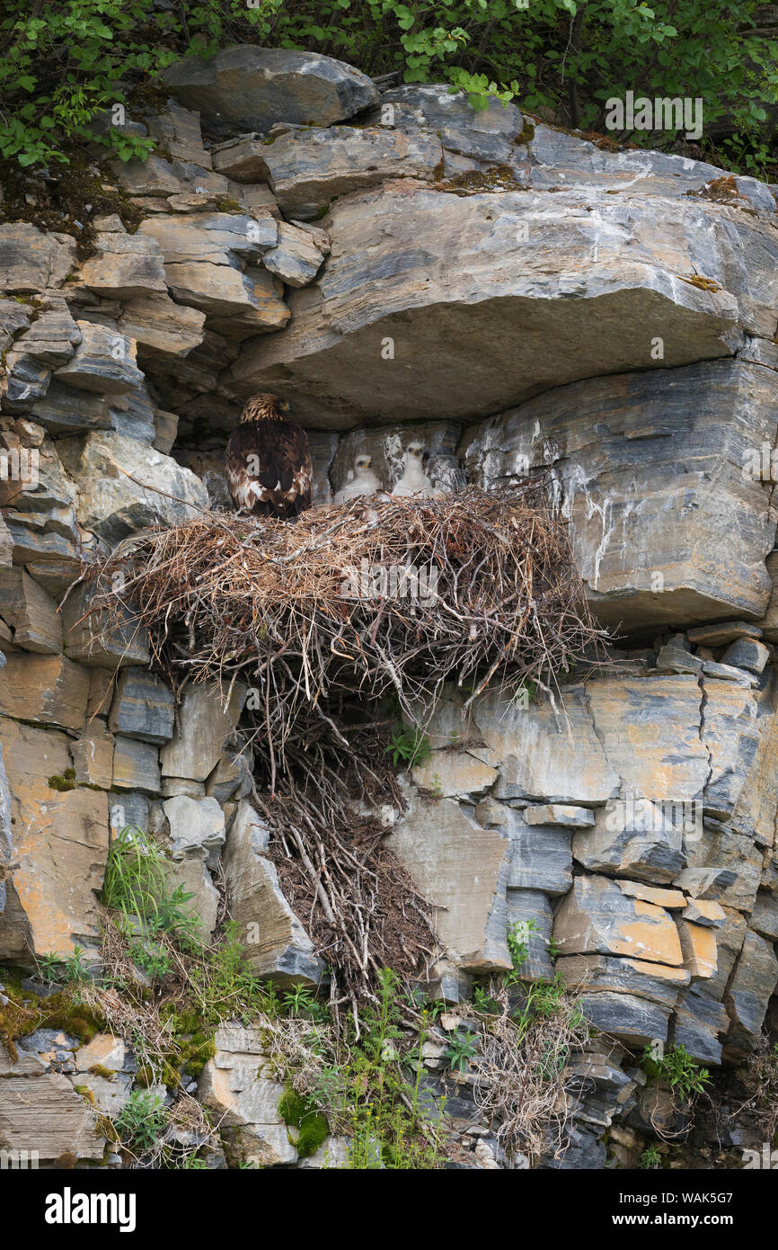 Golden Eagle Nest Foto Stock