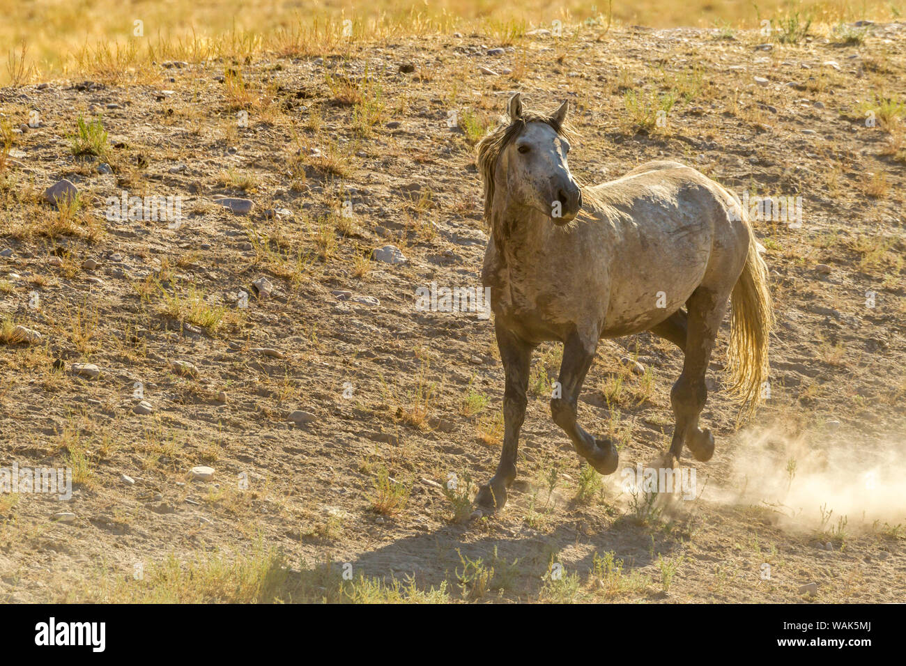 Stati Uniti d'America, Utah, Tooele County. Wild Horse adulto. Credito come: Cathy e Gordon Illg Jaynes / Galleria / DanitaDelimont.com Foto Stock