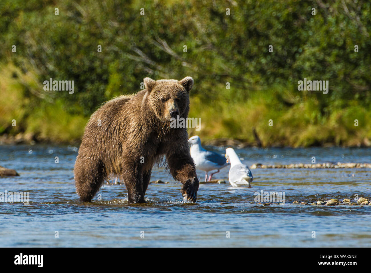 Grizzly o l'orso bruno (Ursus arctos), Moraine Creek (Fiume), Katmai Parco Nazionale e la Riserva, Alaska, Stati Uniti d'America. Foto Stock