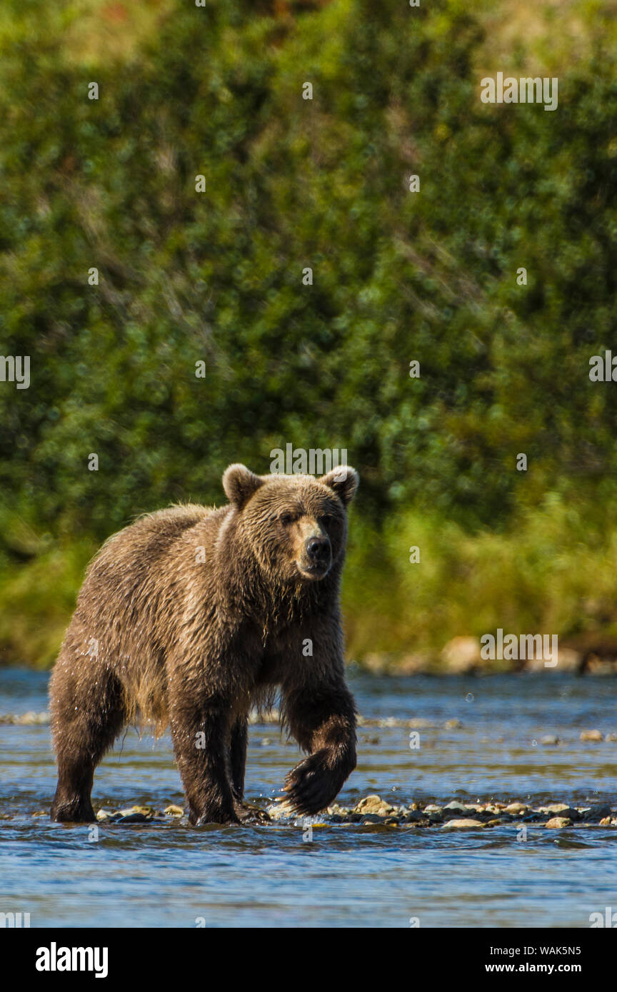 Grizzly o l'orso bruno (Ursus arctos), Moraine Creek (Fiume), Katmai Parco Nazionale e la Riserva, Alaska, Stati Uniti d'America. Foto Stock