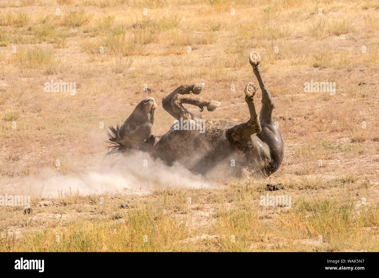 Stati Uniti d'America, Utah, Tooele County. Wild Horse adulto di balneazione di polvere. Credito come: Cathy e Gordon Illg Jaynes / Galleria / DanitaDelimont.com Foto Stock