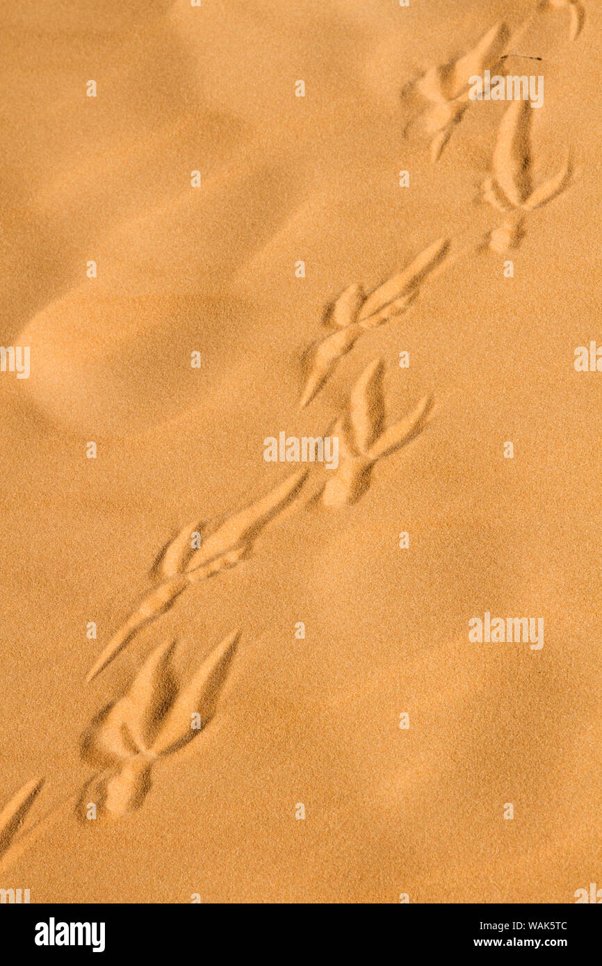 Stati Uniti d'America, Kanab, Utah. Le tracce nella sabbia al Coral Pink Sand Dunes State Park. Foto Stock