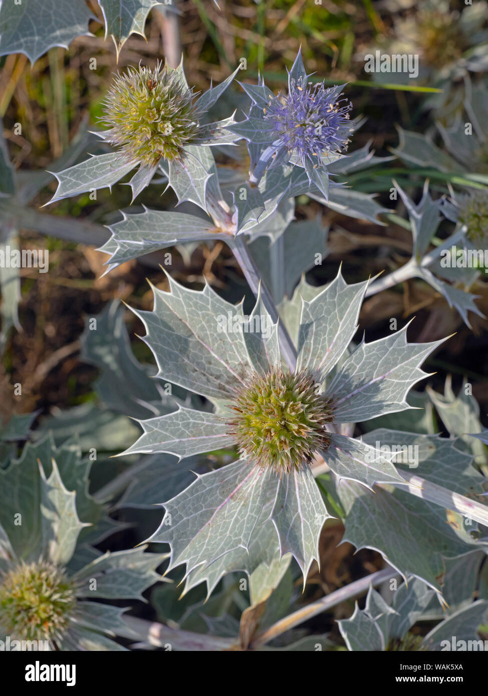 Mare holly Eryngium maritimum Thornham Dune Norfolk Agosto Foto Stock