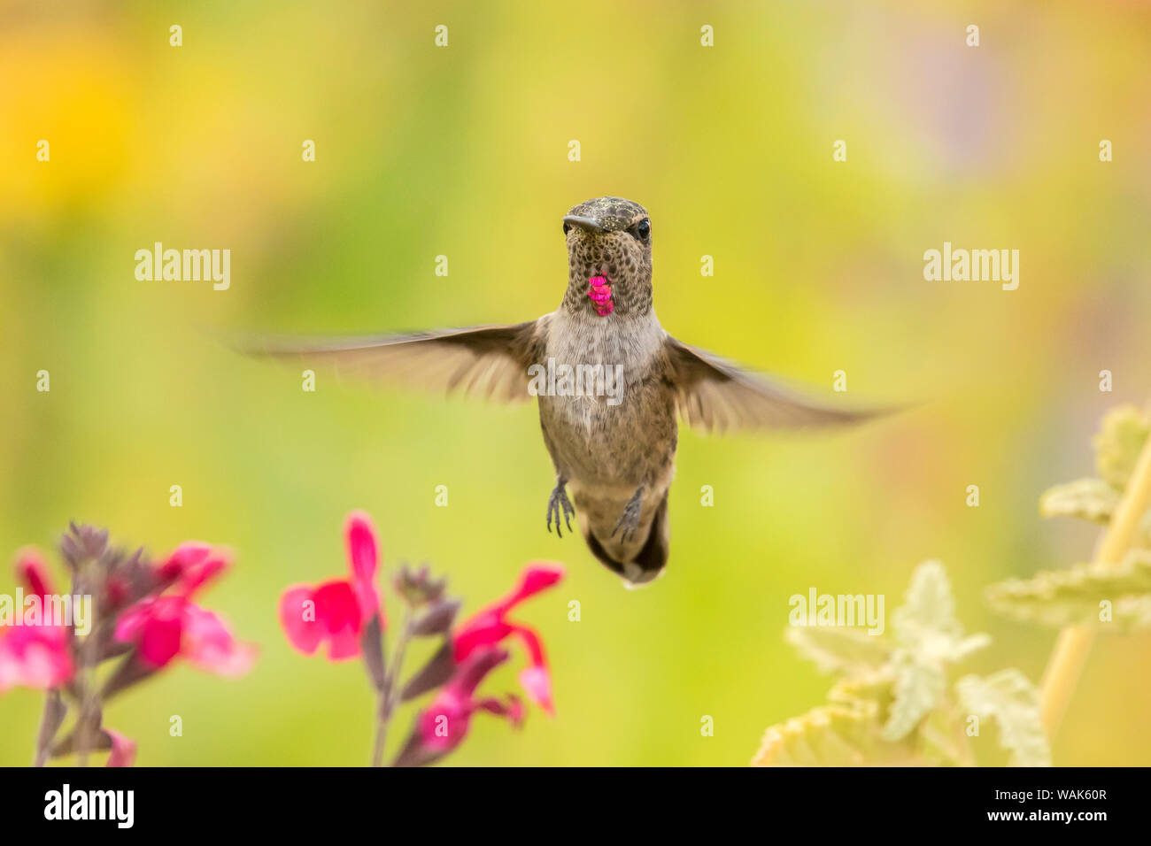 Stati Uniti d'America, Arizona, deserto Giardino Botanico. Hummingbird in bilico. Credito come: Cathy e Gordon Illg Jaynes / Galleria / DanitaDelimont.com Foto Stock