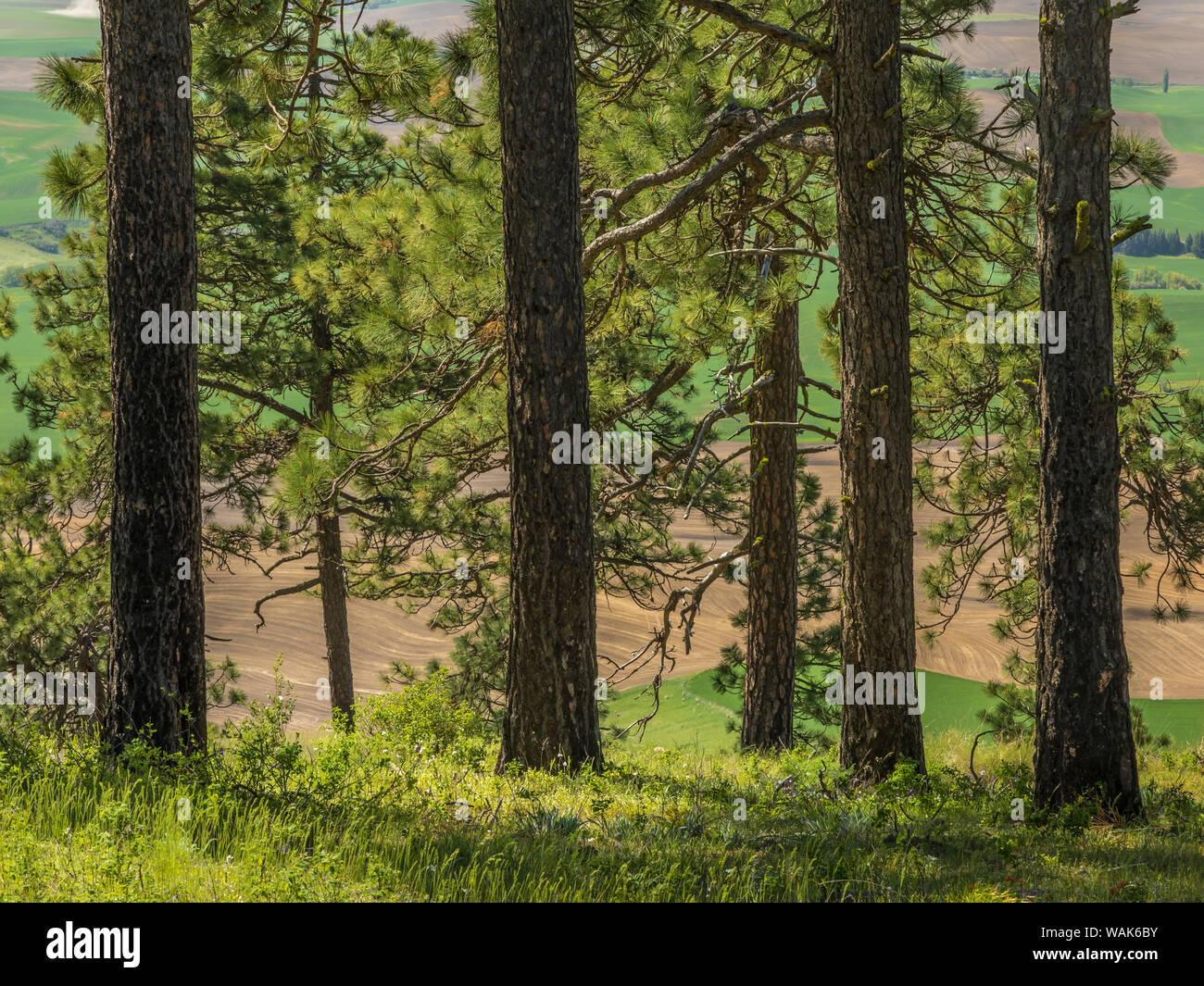 Stati Uniti d'America, nello Stato di Washington, Kamiak Butte County Park. Ponderosa pine trees. Credito come: Don Paulson Jaynes / Galleria / DanitaDelimont.com Foto Stock