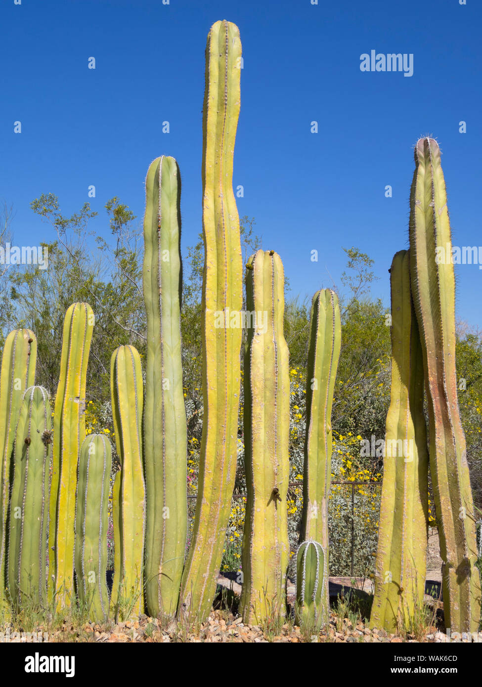 Stati Uniti d'America, Arizona, Fencepost messicano Cactus Foto Stock