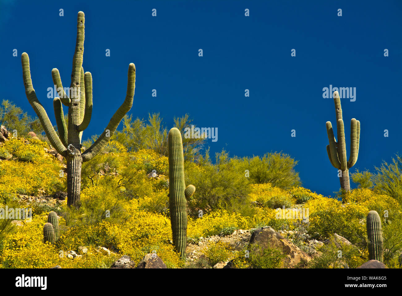 Saguaro, il paesaggio del deserto, Gara Parco delle Colline, Arizona, Stati Uniti d'America Foto Stock