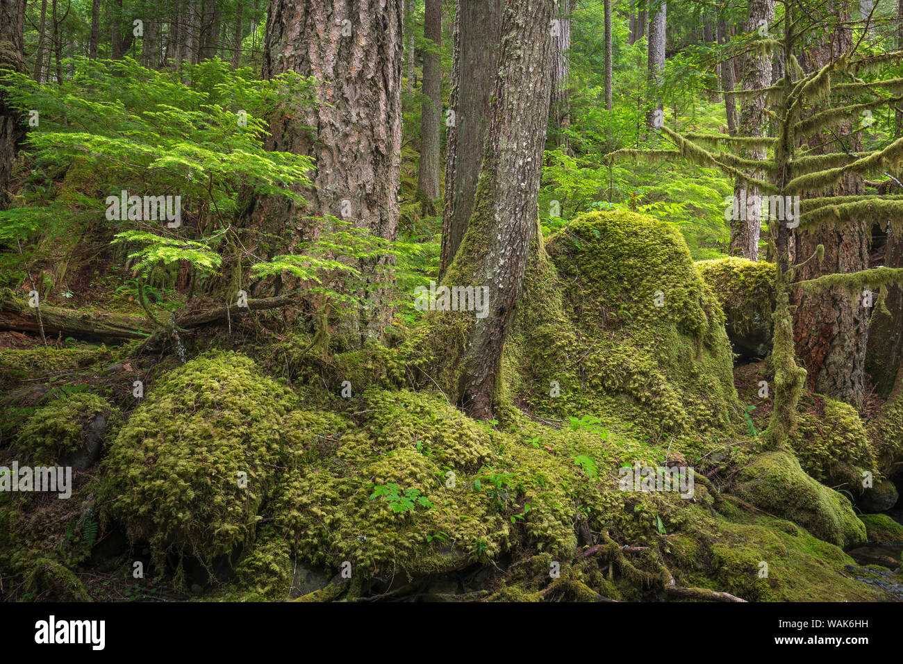Stati Uniti d'America, nello Stato di Washington, Olympic National Forest. Paesaggio forestale. Credito come: Don Paulson Jaynes / Galleria / DanitaDelimont.com Foto Stock