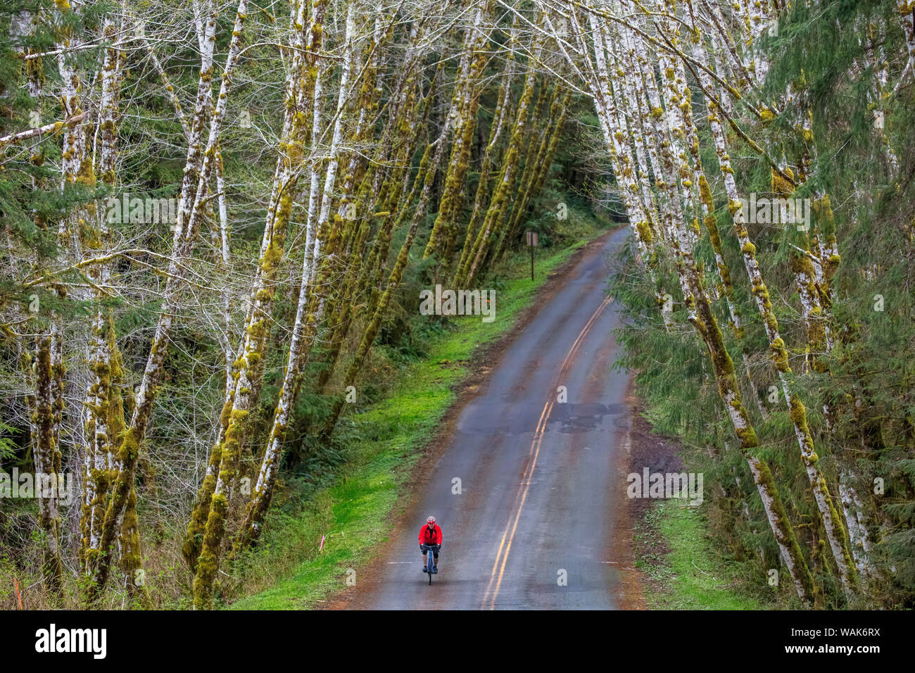 Il ciclismo su strada sul Hoh Road in Olympic National Forest, nello Stato di Washington, USA (MR) Foto Stock