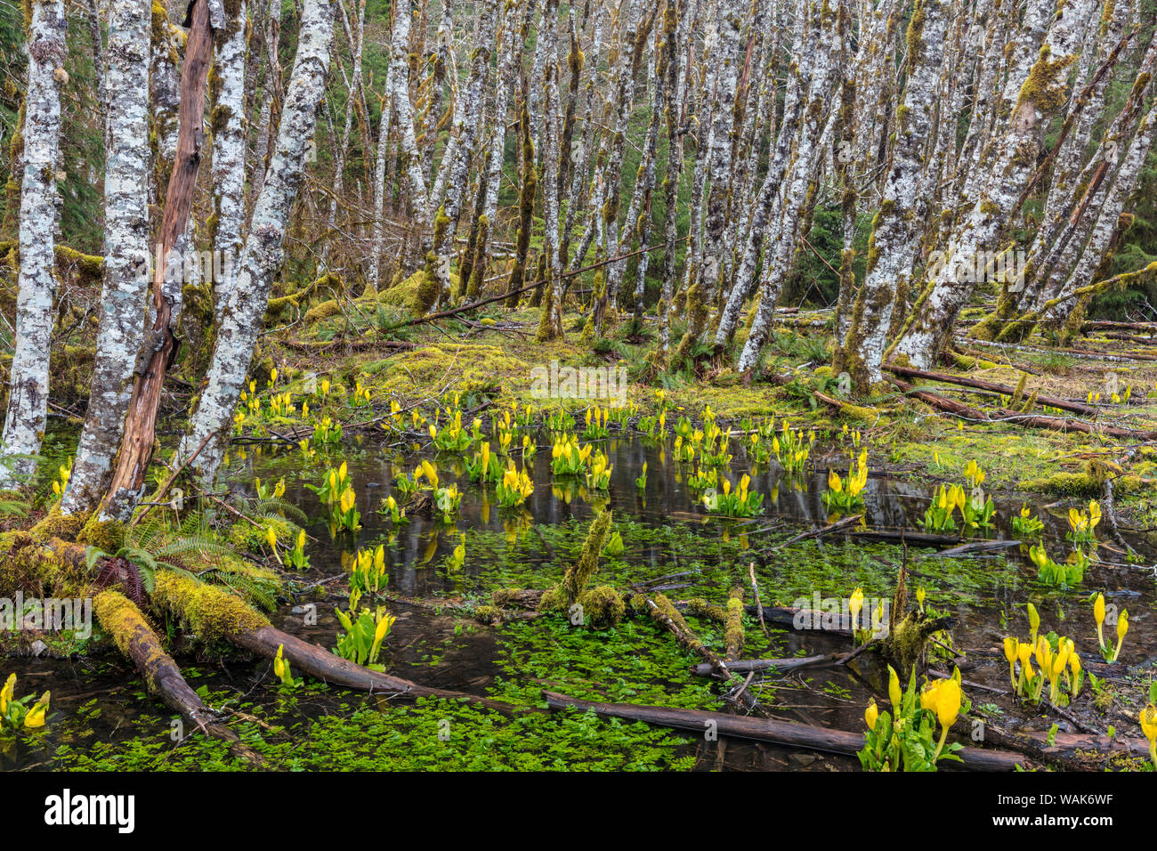 Skunk cavolo e foresta di ontani nel Sol Duc Valle del Parco Nazionale di Olympic, nello Stato di Washington, USA Foto Stock