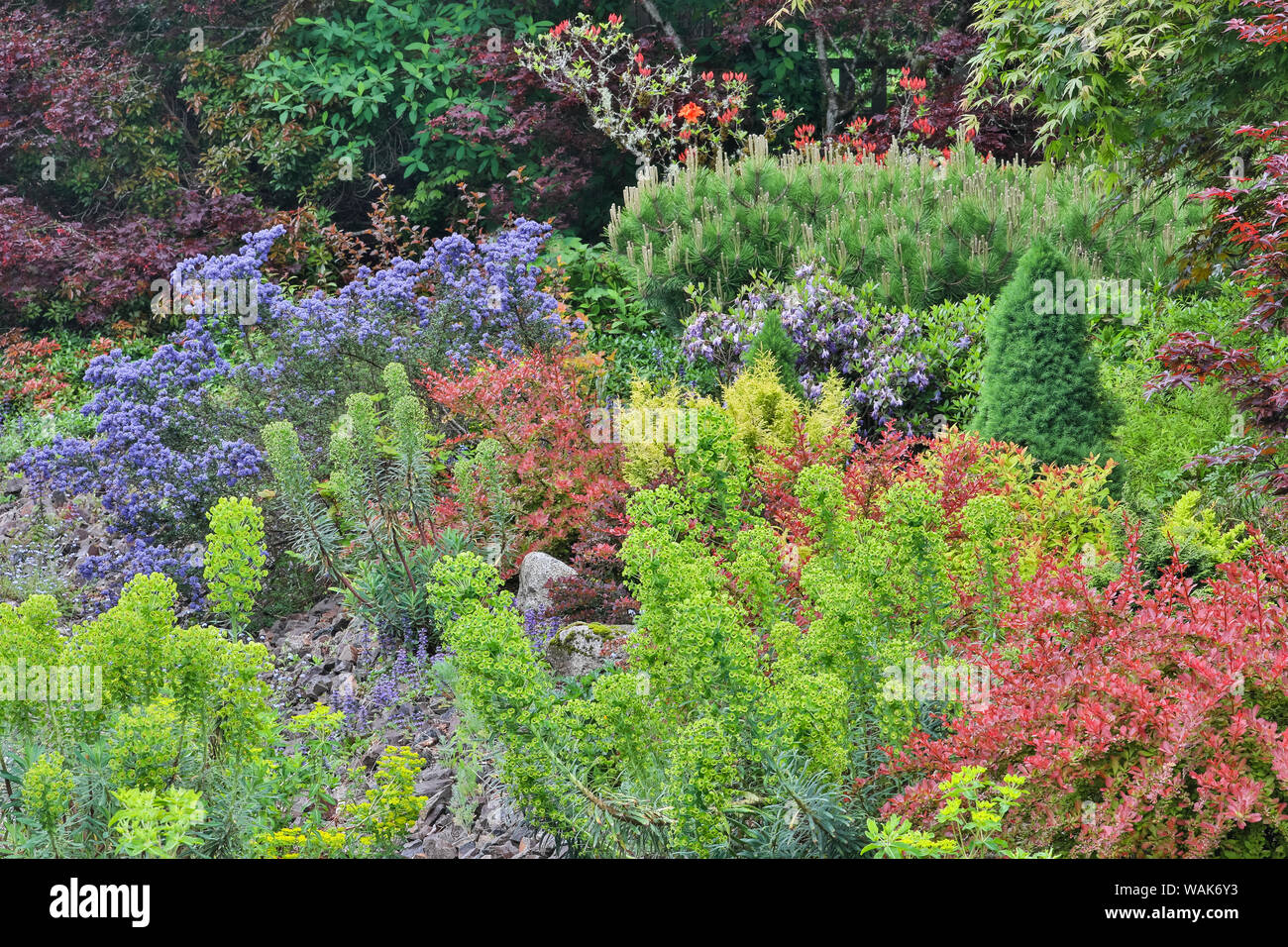 Colore delle molle con i cervi la prova di arbusti e alberi, Sammamish, nello Stato di Washington. Foto Stock