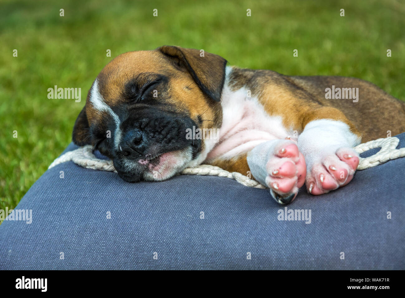 Sleeping boxer cucciolo su un cuscino Foto Stock