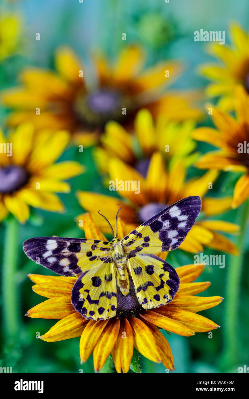 Nero e Giallo giorno flying moth su hirta margherite Foto Stock