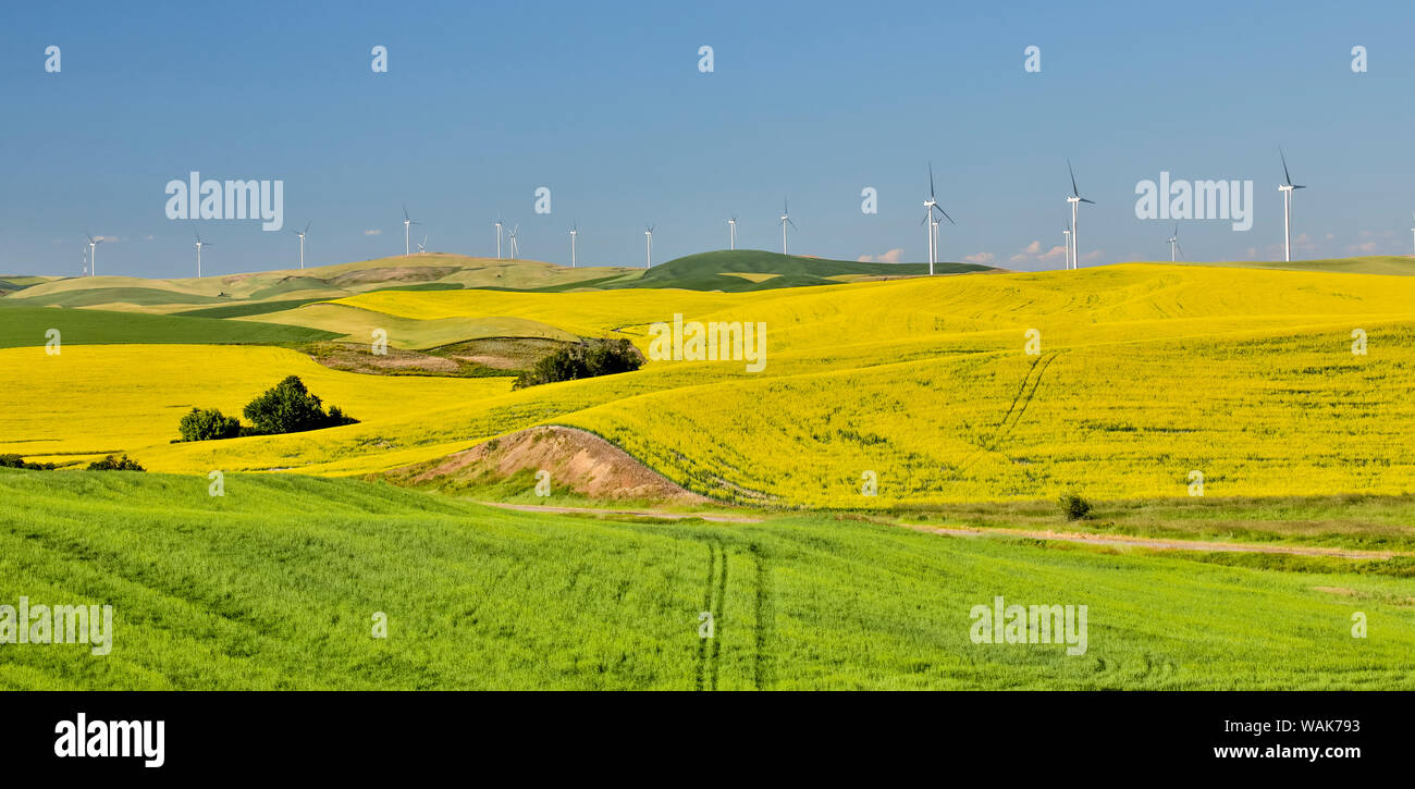 Mulini a vento a nord di Steptoe con il grano e i campi di canola in primo piano, Eastern Washington Foto Stock