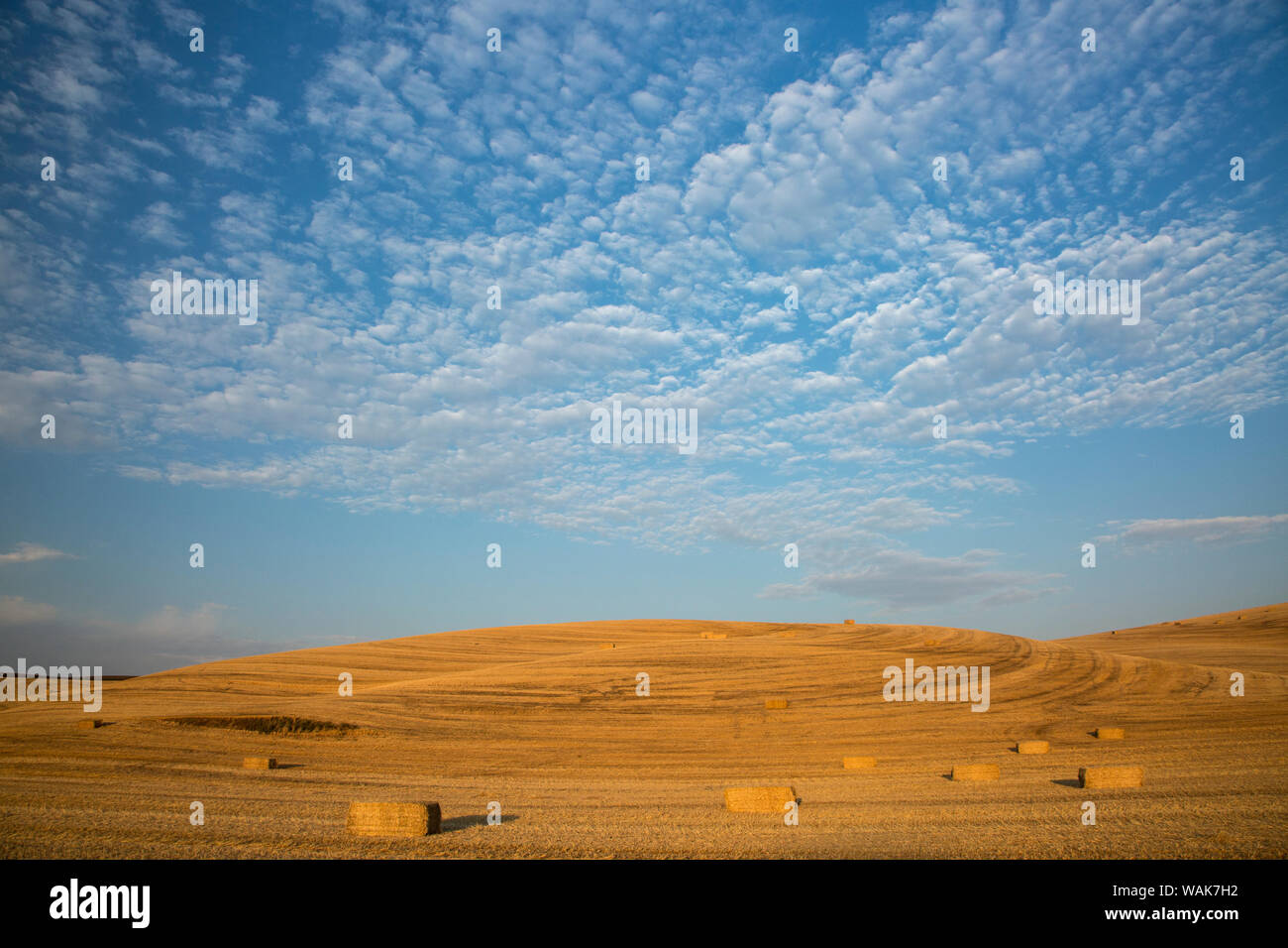 Stati Uniti d'America, nello Stato di Washington, Palouse. Balle di paglia nel campo. Foto Stock