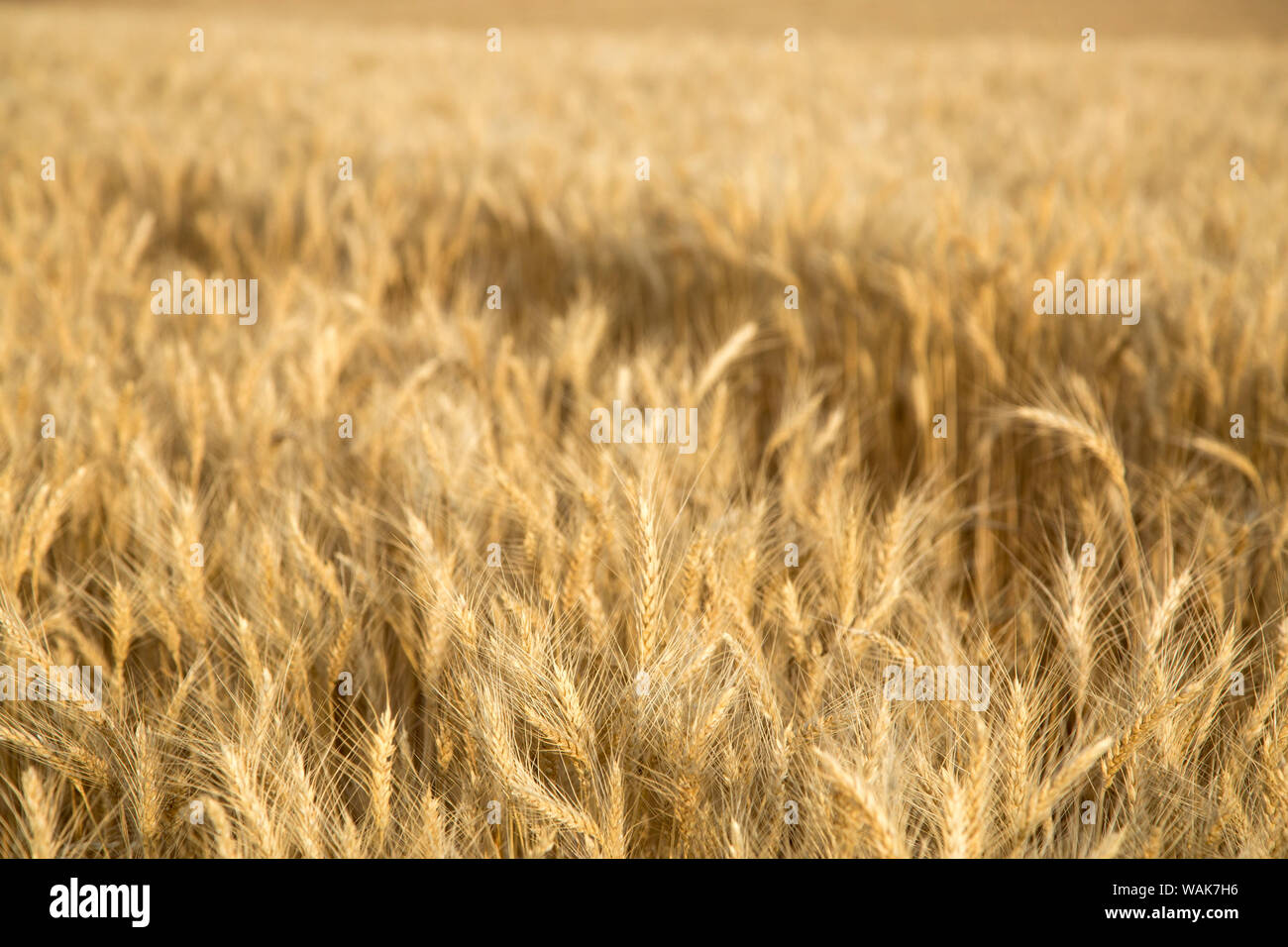 Stati Uniti d'America, nello Stato di Washington, Palouse. Close-up di grano Foto Stock